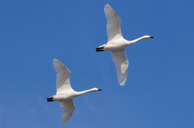 空へ羽ばたいてく鳥の姿